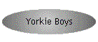 Yorkie Boys