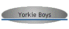 Yorkie Boys